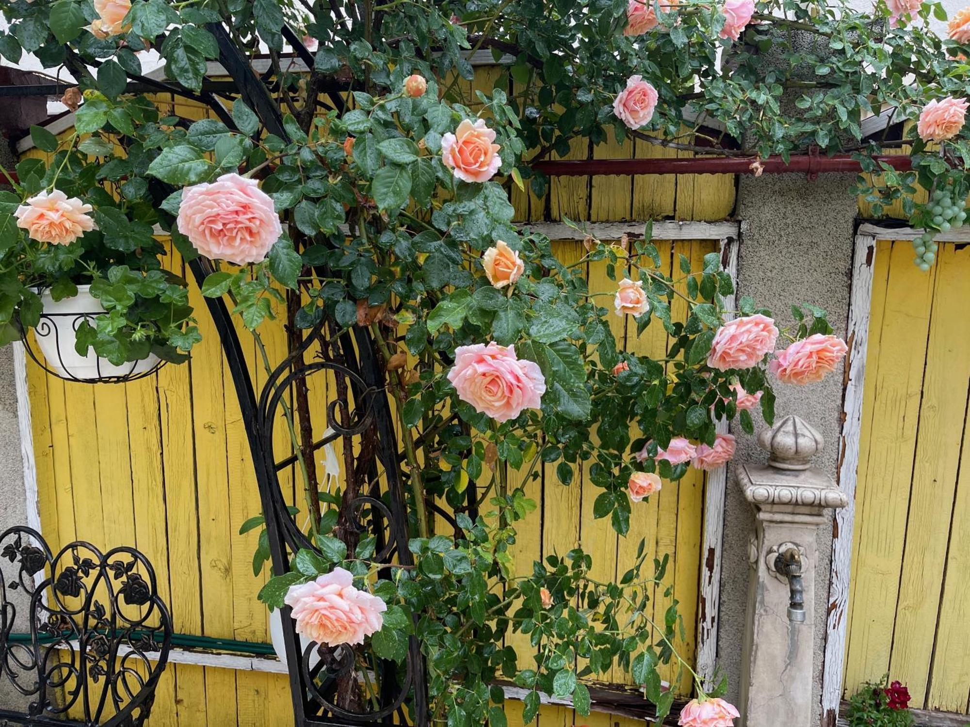Luxurious Villa With Lush Garden And Huge Terrace Near Herastrau Park بوخارست المظهر الخارجي الصورة